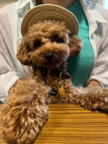 犬友募集中!