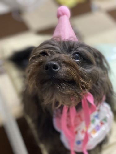 犬友達探してます