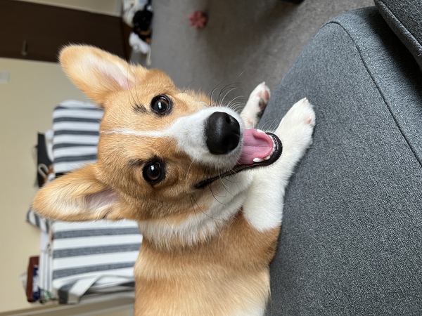 犬友達募集です