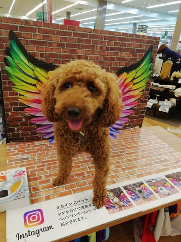 ペット友達が欲しいです