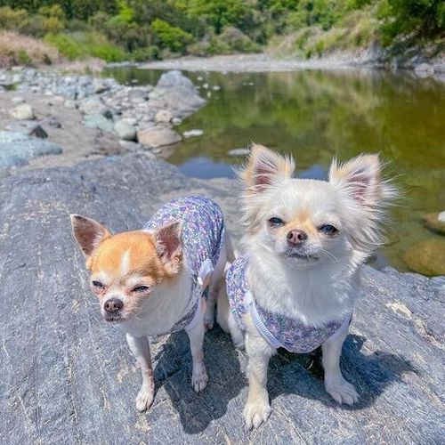 相模原、町田、八王子、多摩市の自然公園愛犬仲間