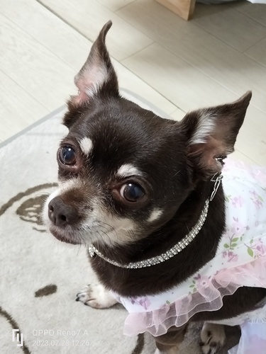 犬会