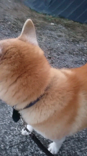 はじめましてさとわんです。