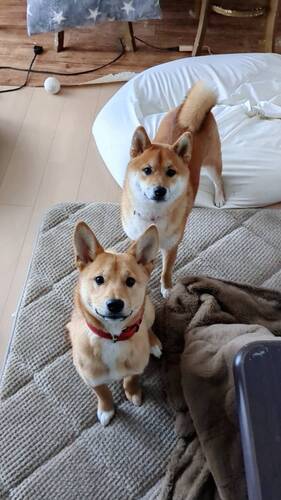 犬友達