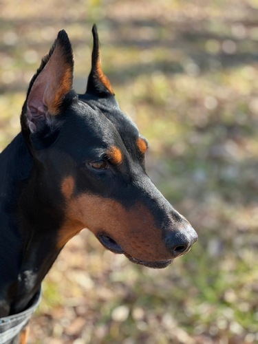 犬友がほしい。