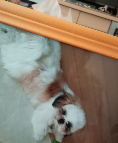 愛犬との絆