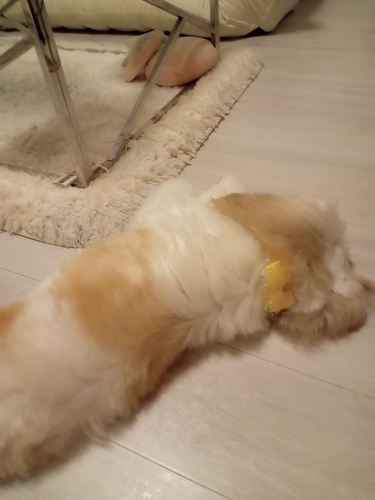 愛犬とカフェ☕️に行こう