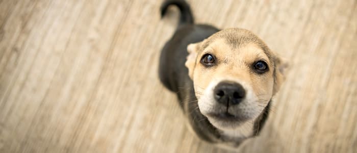 里親 福岡 子犬