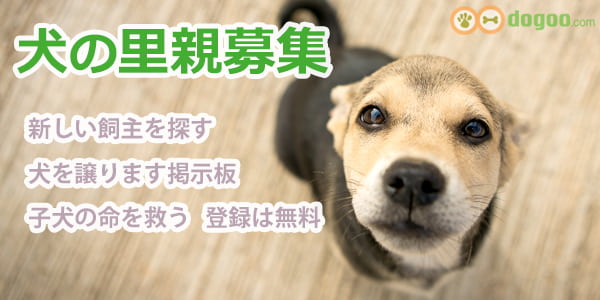 里 犬 子犬