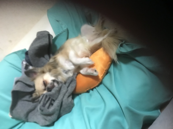 犬 譲ります ロングコートチワワ 岐阜県 32970