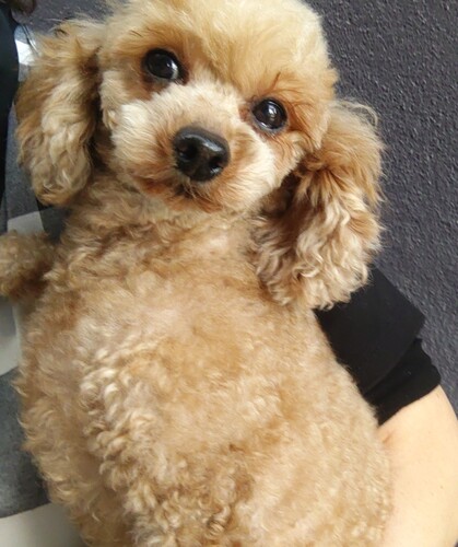 犬 譲ります トイプードル 埼玉県 33315