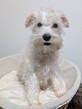 犬の里親 募集 生後4ヶ月白シュナの男の子 33373