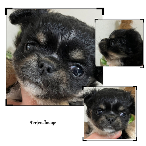 犬 譲ります チワワ 千葉県 33420