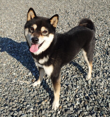犬 譲ります 豆柴 福岡県 33444
