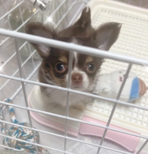 犬 譲ります チワワ 東京都 33450