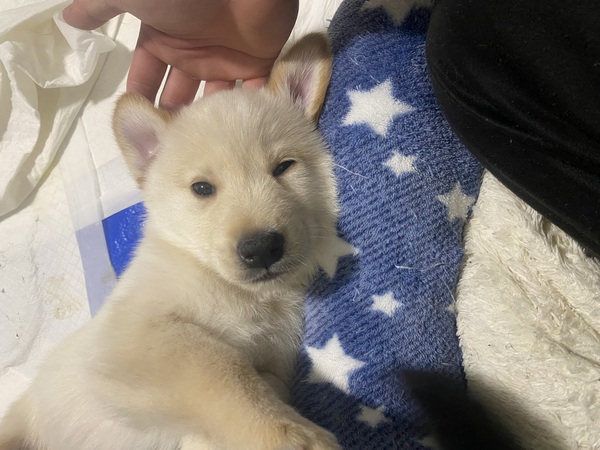 犬 譲ります ハスキー×フラットコーテッドレトリバー 岐阜県 33481