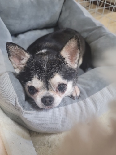 犬 譲ります スムースチワワ 福岡県 33490