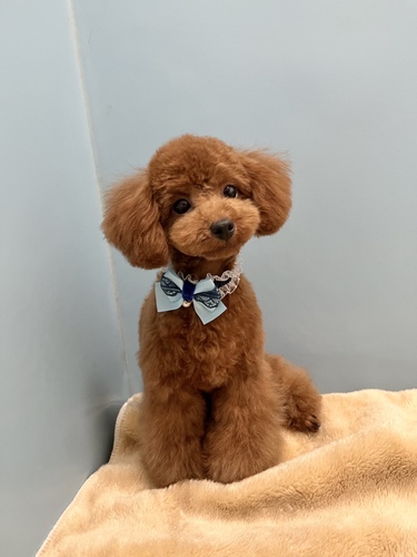 犬 譲ります トイプードル 香川県 33505