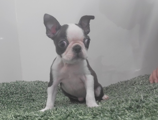 犬 譲ります ボストンテリア 京都府 33535