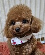 犬の里親 募集 タイニープードル♀ 33547