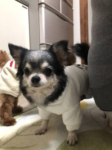 犬 譲ります チワワ 香川県 33563