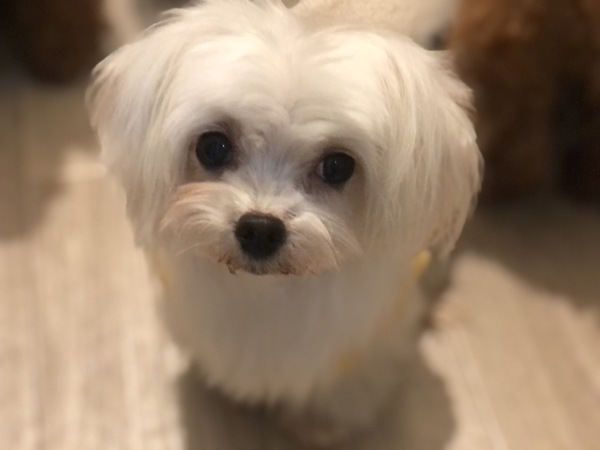 犬 譲ります マルチーズ 香川県 33564