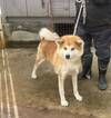 犬の里親 募集 秋田犬 赤メス2頭 33572