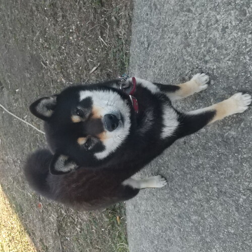 犬 譲ります 柴犬 奈良県 33594