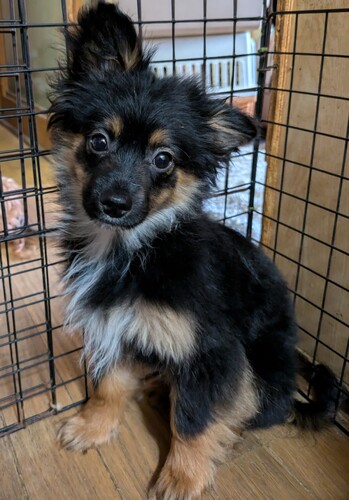 犬 譲ります ミックス犬 宮崎県 33661