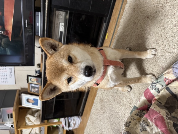 犬 譲ります 柴犬 神奈川県 33671