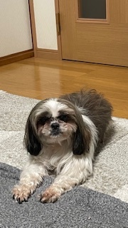 犬 譲ります シーズー 大阪府 33676