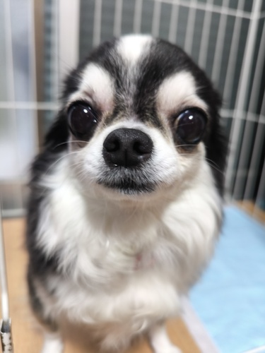 犬 譲ります チワワ 奈良県 33688