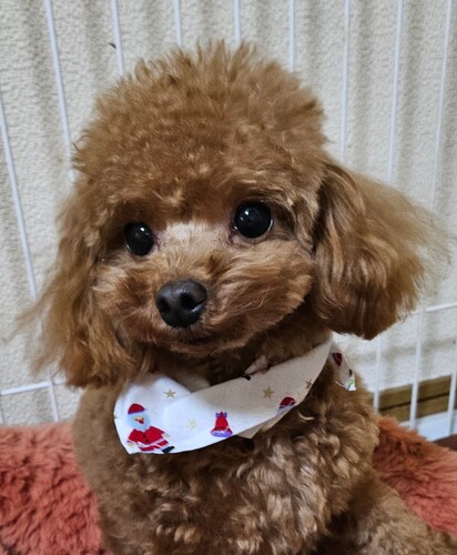 犬 譲ります トイプードル 宮城県 33715