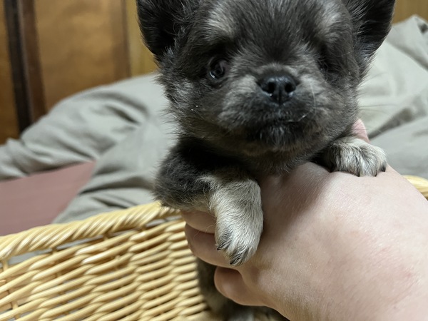 犬 譲ります チワワ 福岡県 33753