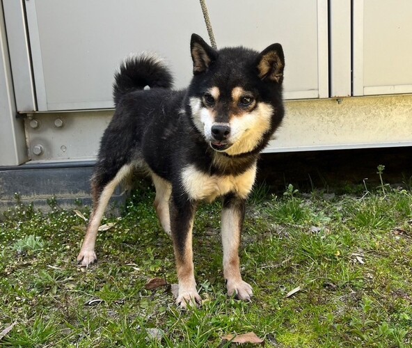 犬 譲ります 柴 大阪府 33777