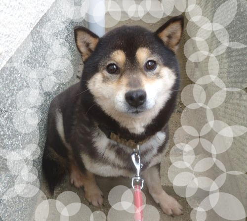 犬 譲ります 柴 大阪府 33780