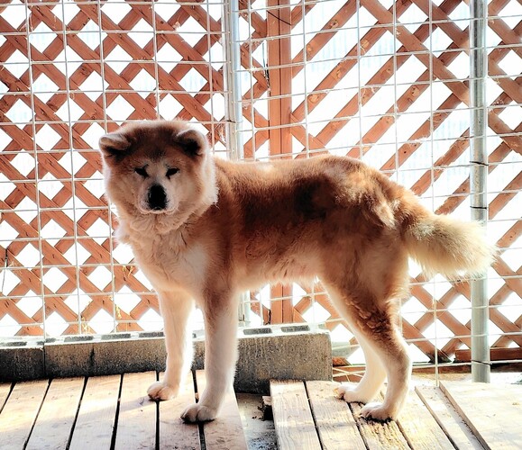 犬 譲ります 秋田犬 新潟県 33781
