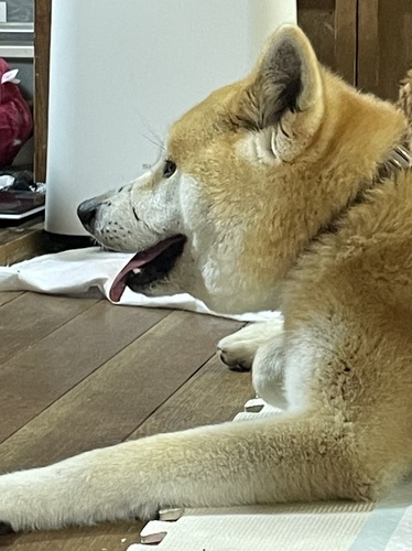 犬 譲ります 岡山県 33812