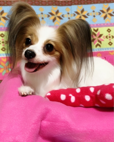 犬 譲ります パピヨン 鳥取県 33817
