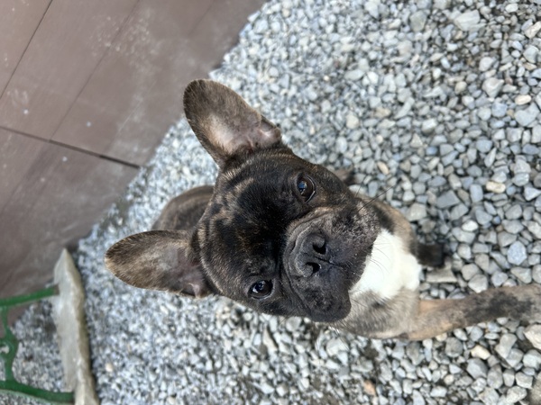 犬 譲ります フレンチブルドッグ 滋賀県 33870
