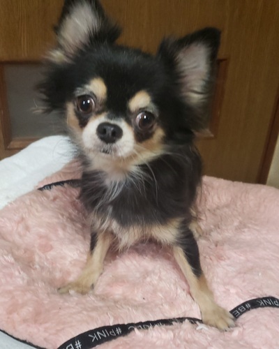 犬 譲ります チワワ 兵庫県 33880