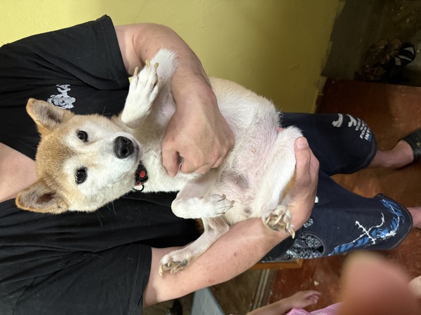 犬 譲ります 柴犬 岐阜県 33884