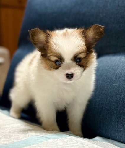 犬 譲ります パピヨン 埼玉県 33887