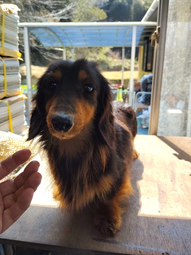 犬 譲ります Mダックス 広島県 33901