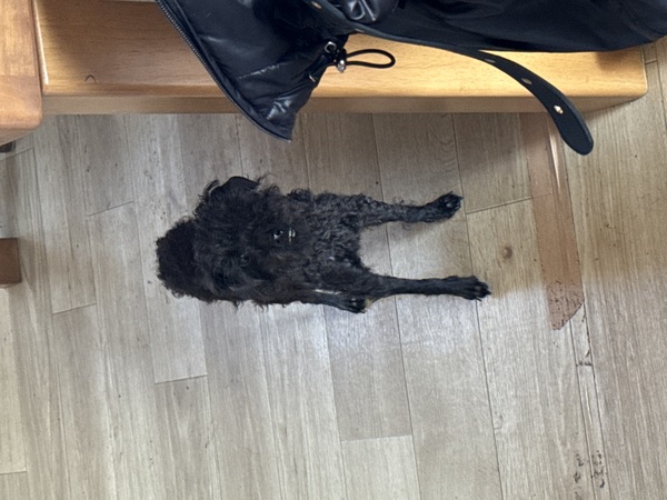 犬 譲ります トイプードル 1.8キロ 青森県 33908