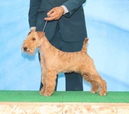 犬 譲ります レークランドテリア 三重県 33910