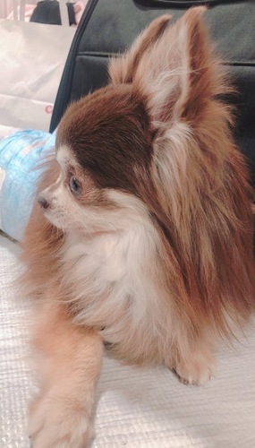 犬 譲ります ロングコートチワワ 東京都 33939