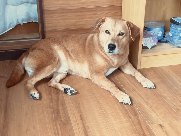 犬 譲ります ビーグルと柴犬のミックス 千葉県 33965