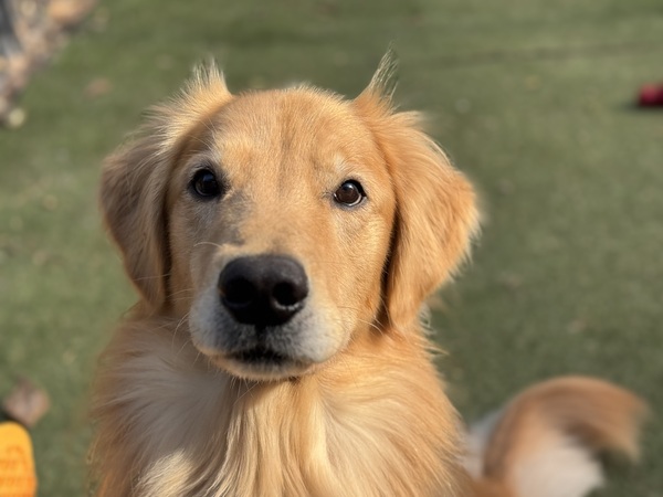 犬 譲ります ゴールデンレトリバー 東京都 33972