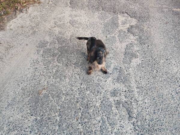 犬 譲ります Mダックス 広島県 33979
